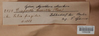 Diaporthe decedens image